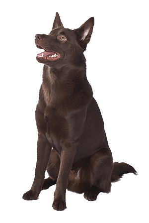 Hilly, the David Hill Industrial Group dog
